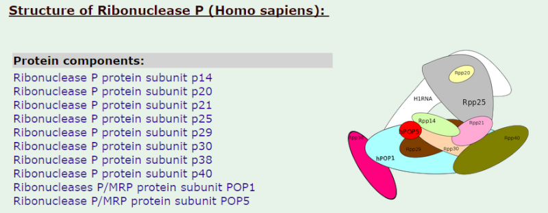 Transfer RNA, and its biogenesis Rnapat14