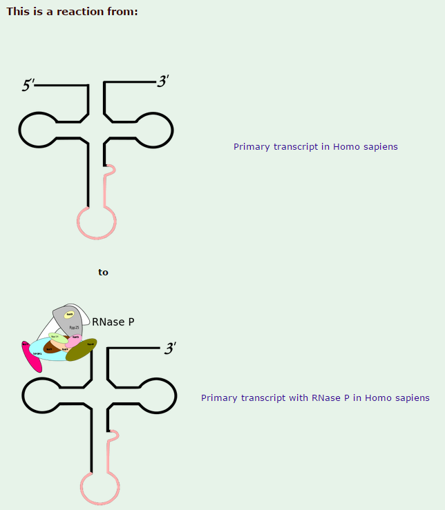Transfer RNA, and its biogenesis Rnapat19