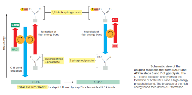 Glycolysis  Ry45610