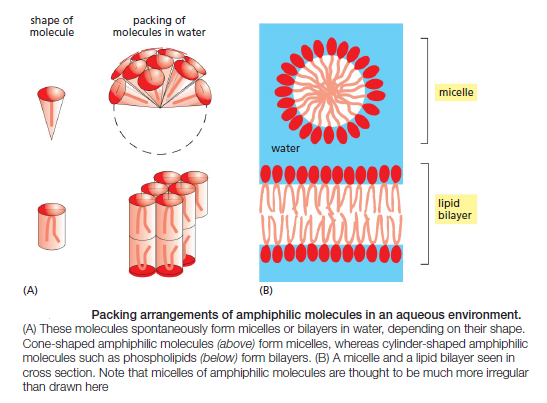 Cell Membranes, origins through natural mechanisms, or design ? Sdfsdf12