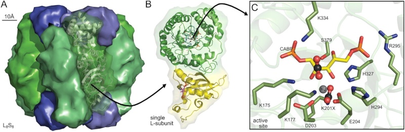The Rubisco enzymes amazing evidence of design Sdfsdk10