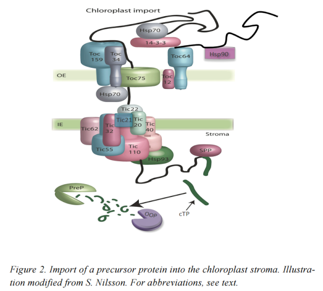 Pathways and mechanisms of protein import and targeting in chloroplasts Sdfsds14