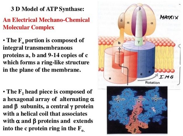 The irreducibly complex ATP Synthase nanomachine, amazing evidence of design Sdfsfd10