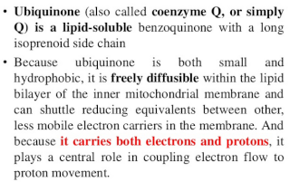 The electron transport chain Sdfsfd12