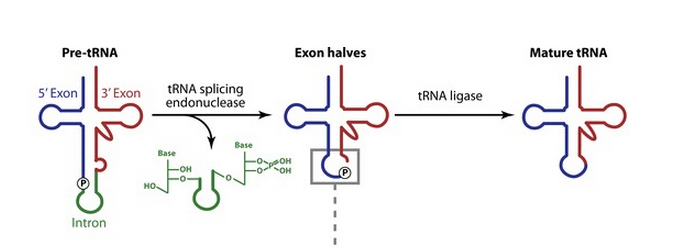 Transfer RNA, and its biogenesis Sem_td10