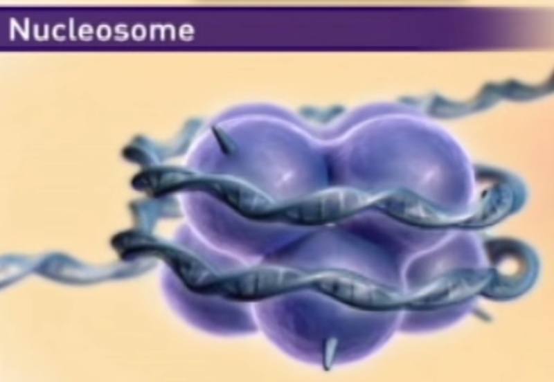 Nucleosomes function and design Sem_ty12