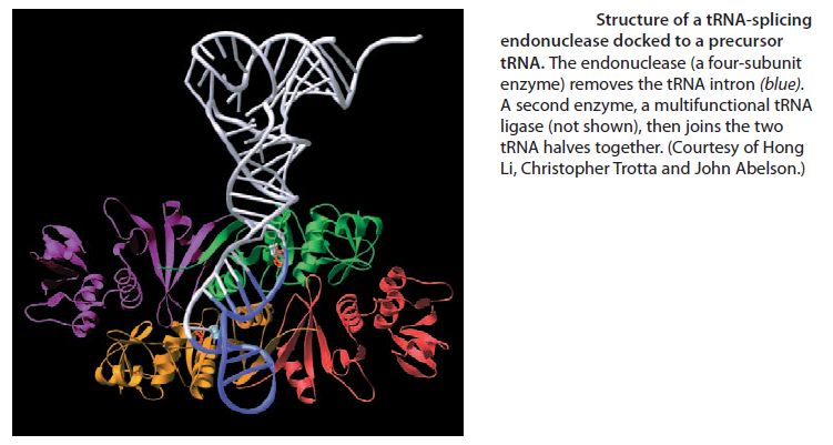 Transfer RNA, and its biogenesis Sem_ty12