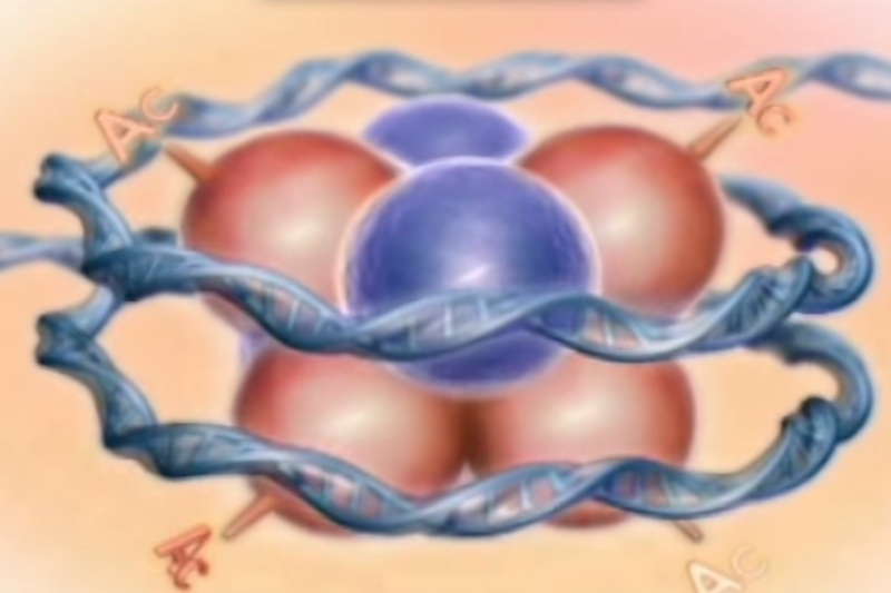 Histones function and design Sem_ty14