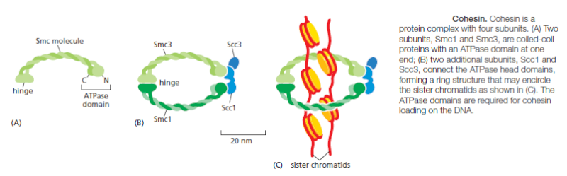 The Cell cycle Sem_ty35