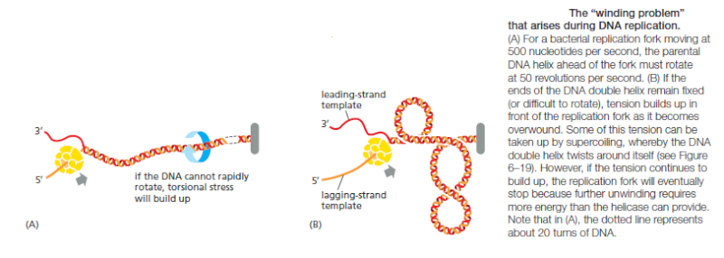 topoisomerase - Topoisomerase II enzymes, amazing evidence of design Sem_ty36