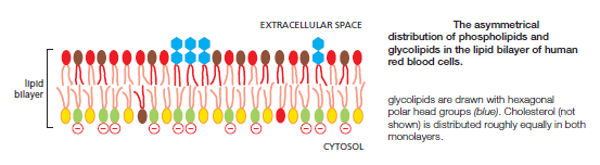 Cell Membranes, origins through natural mechanisms, or design ? Sem_ty46