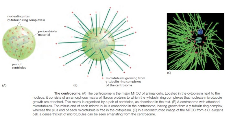 Centriole/Centrosome: The centriole spindle the most complex machine known in nature Sfsfsd10