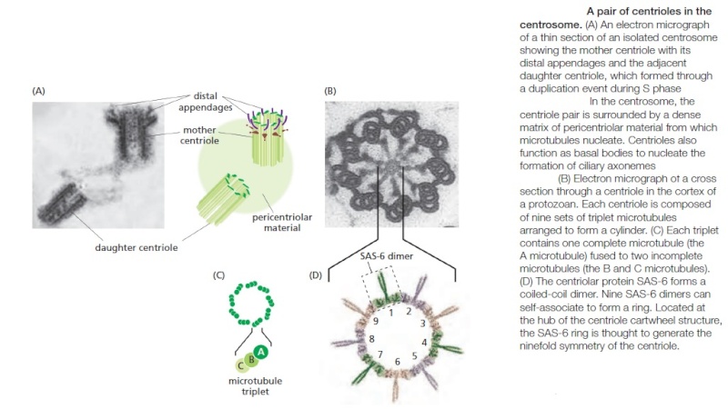 Centriole/Centrosome: The centriole spindle the most complex machine known in nature Sfsfsd11