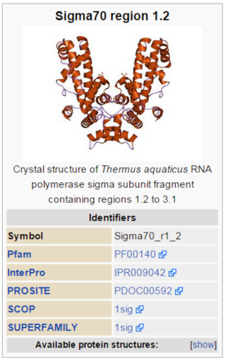 The RNA polymerase enzyme and its function, evidence of design Sigma_10