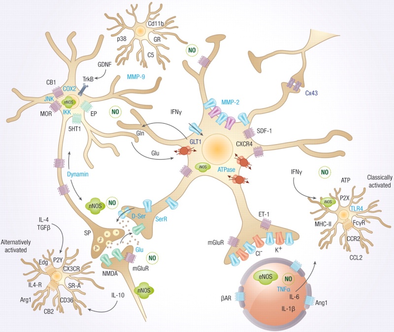 Microglia the Most Intelligent Brain Cells Signal10