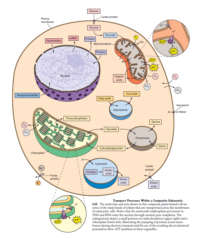 Complexity of the cell's transport and communication system Swer10