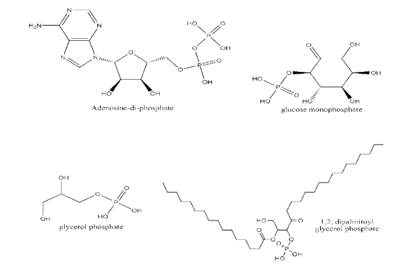 Phosphate, essential for life Tgfyut10