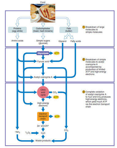 Intermediary Metabolism Chart