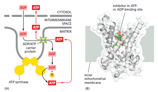 The irreducibly complex ATP Synthase nanomachine, amazing evidence of design Trtrt10