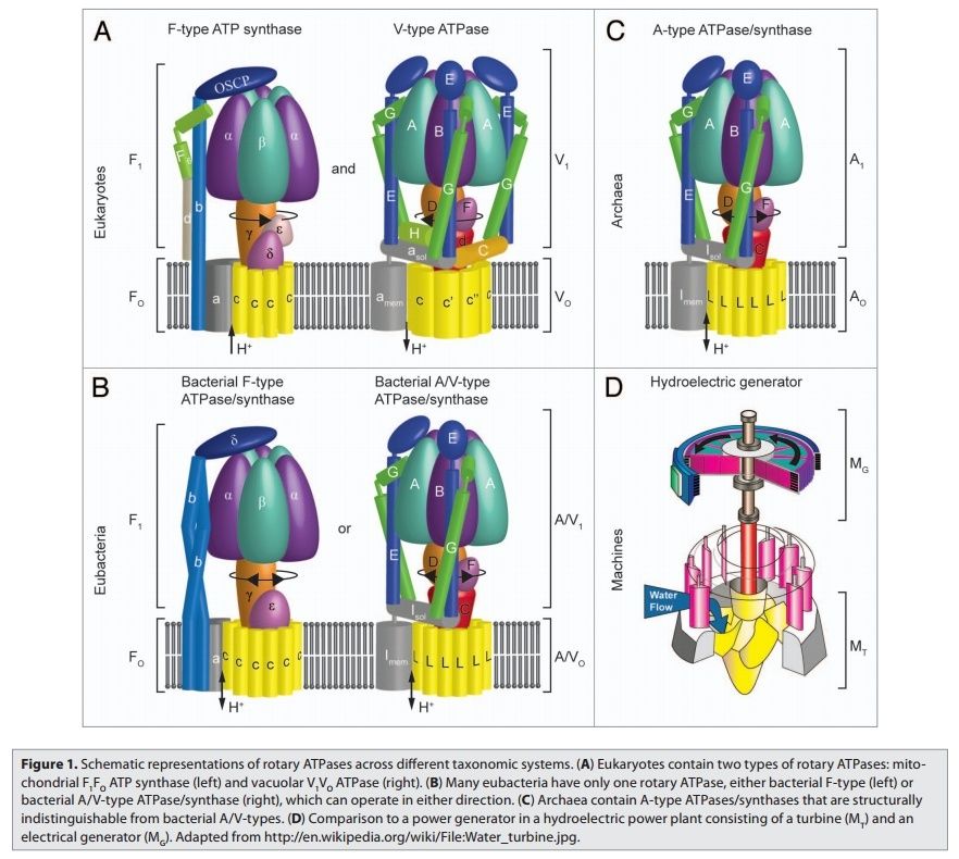 The irreducibly complex ATP Synthase nanomachine, amazing evidence of design Uuoo7u10