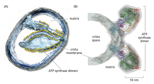 The irreducibly complex ATP Synthase nanomachine, amazing evidence of design Yuiyui12