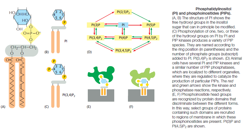 Cell Membranes, origins through natural mechanisms, or design ? Yyuu10