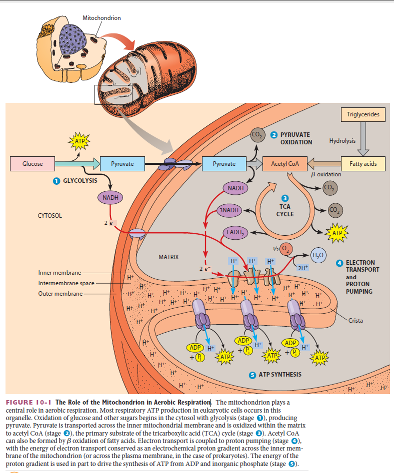 The Role of the Mitochondrion in Aerobic Respiration Zasdas10