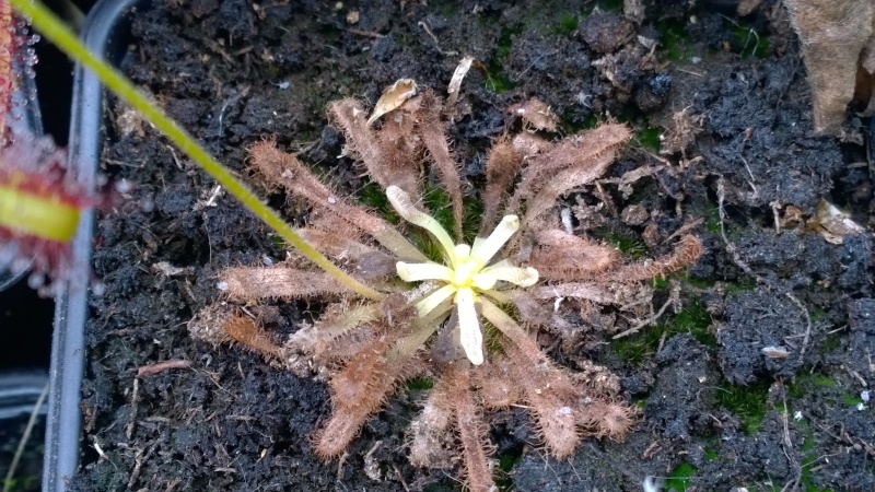 perte de chlorophylle sur drosera Wp_20120