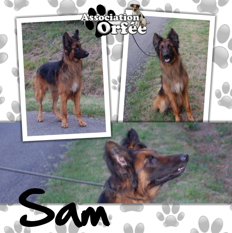 Adoption de Sam (Orfee) Sam_ba10