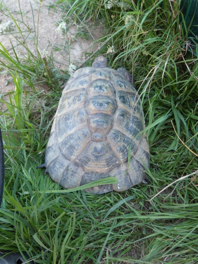Identification nouvelle tortue P1060312