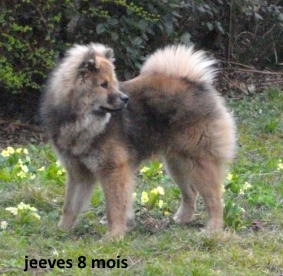 Jeeves, chien fidèle. Jeeves10