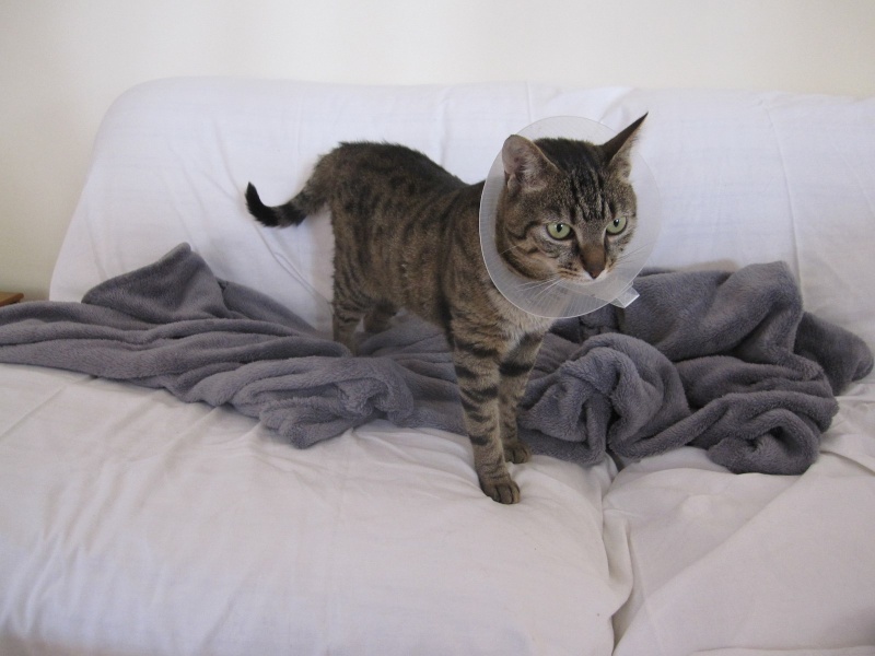 Iakari, mâle de type européen brown tabby, né en 2013 Img_1915
