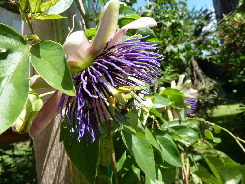 Passiflora - Passionsblume - kleine "Juwelen" - alles über Aussaat, Pflege, Vermehrung und natürlich Blütenbilder :) - Seite 19 Passif10