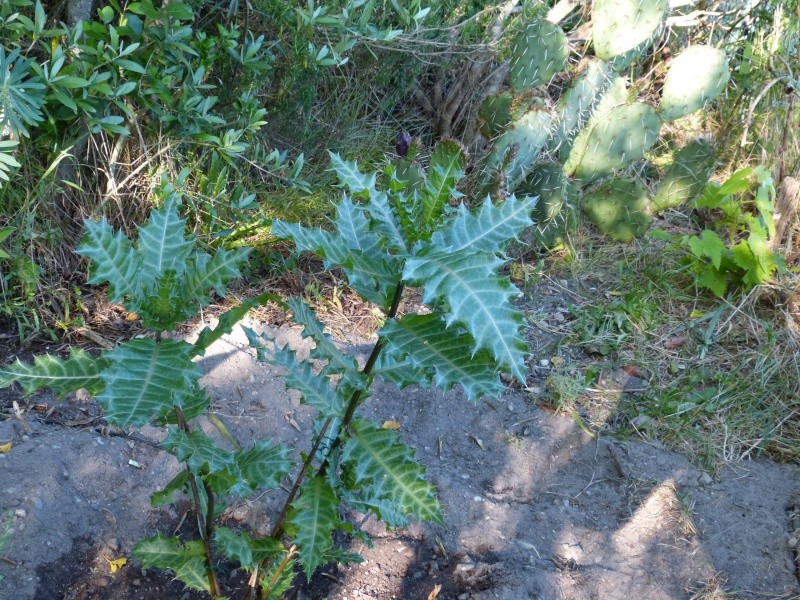 Acanthus sennii, Cneorum tricoccon, Hakea salicifolia [devinette] Acanth10