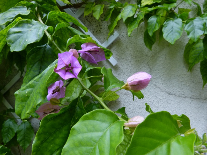 Bougainvillea x specto-glabra Bougai13