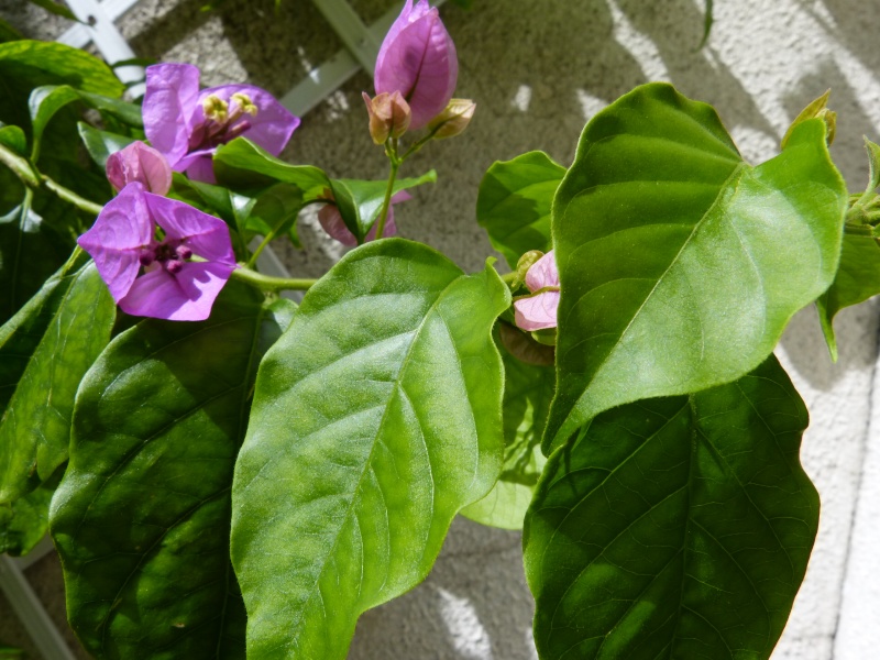 nos jardins prennent-ils des vacances ? - Page 4 Bougai16