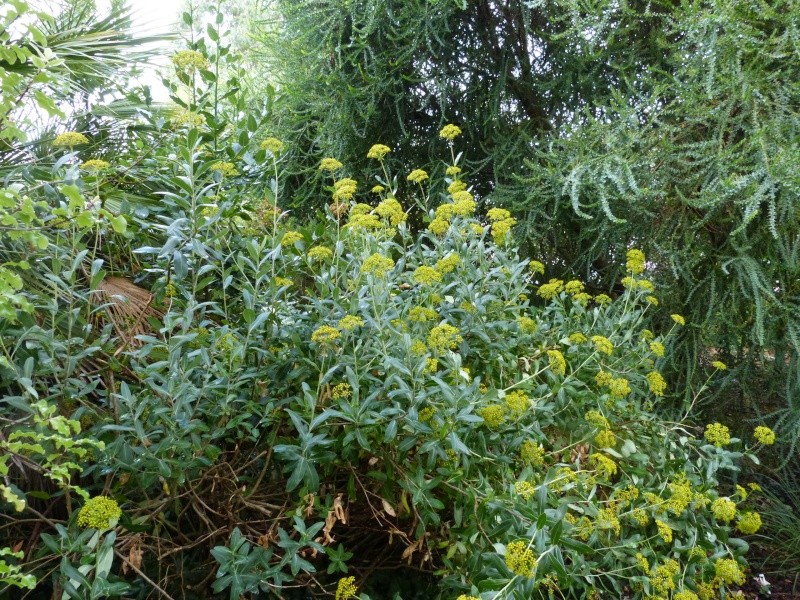 Bupleurum fruticosum - buplèvre arbustif Bupleu10