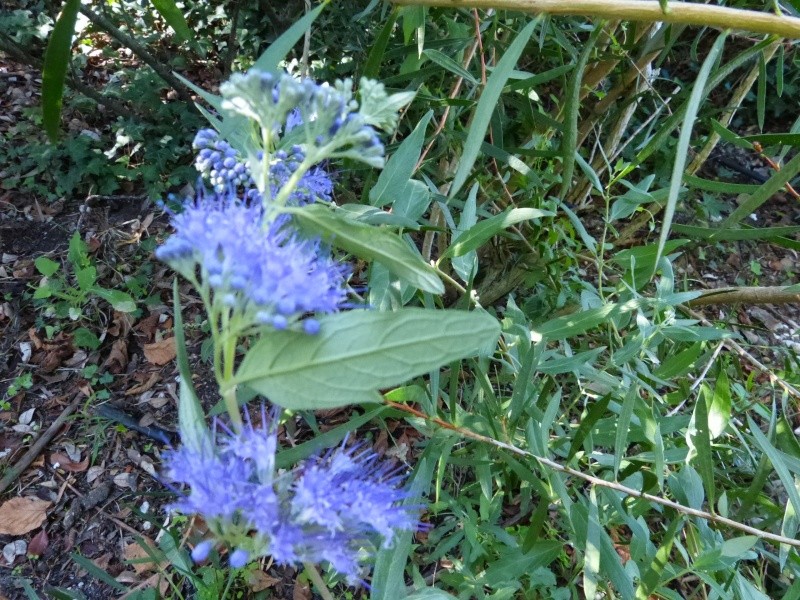 nos jardins prennent-ils des vacances ? - Page 4 Caryop10