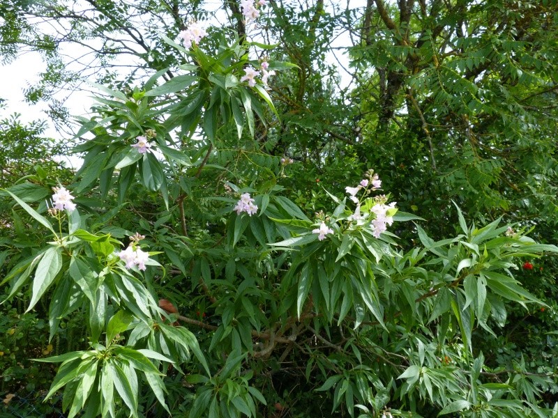 butinages du jour à l'ombre de nos plantes  Chital11