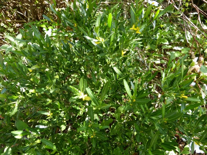 Acanthus sennii, Cneorum tricoccon, Hakea salicifolia [devinette] Cneoru10
