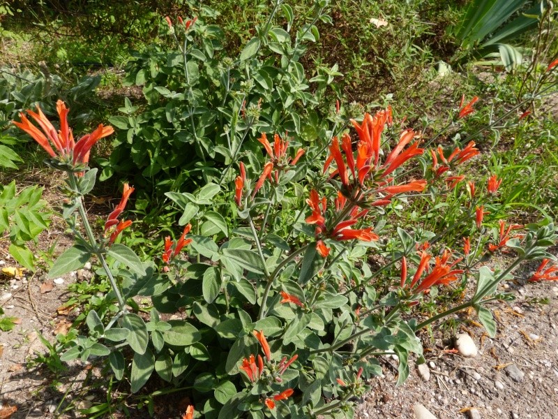 Dicliptera sericea (= Dicliptera suberecta) - Page 2 Jacobi12