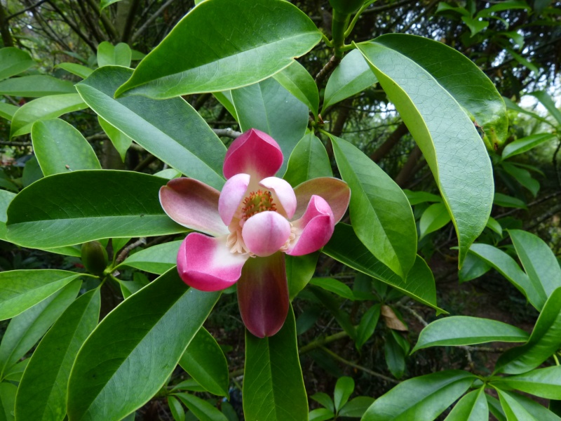 Magnolia insignis (= Manglietia insignis) Mangli11