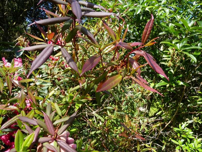 Eugenia myrtifolia grandiflora, Rhododendron lutescens, Leucadendron salignum 'Devil's Blush', Schima superba, Solanum glaucophyllum [devinette] - Page 2 Rhodod12