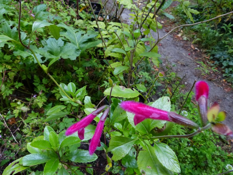 la cueillette du jour Salvia10