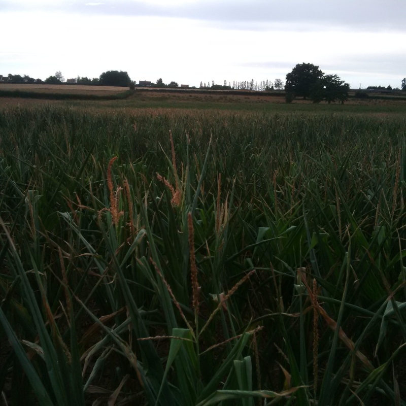 Maïs grain maïs ensilage Ma210