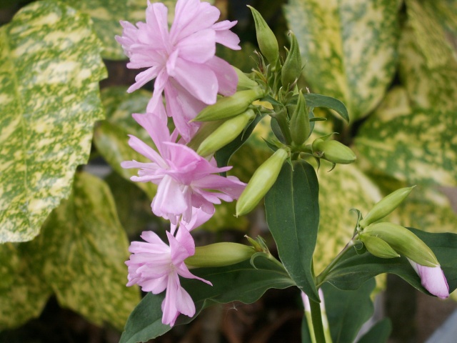 Saponaria officinalis 'Flore Pleno' Inconn11