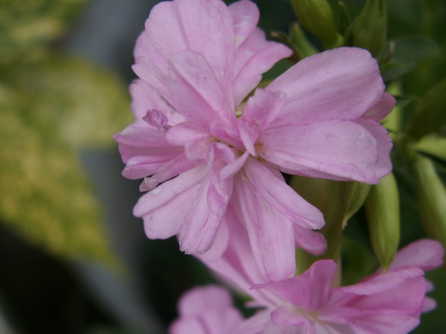 Saponaria officinalis 'Flore Pleno' Inconn12