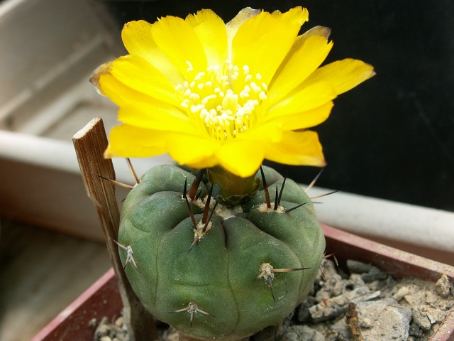 cactus du mois de juin Pict0017