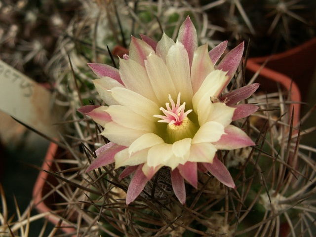 cactus du mois de juin Pict0019
