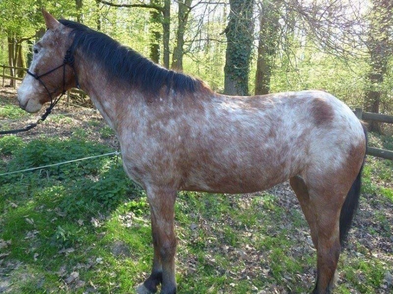 INDIANA - OI type poney née en 1994 - adoptée en juillet 2016 par Adeline Indian10